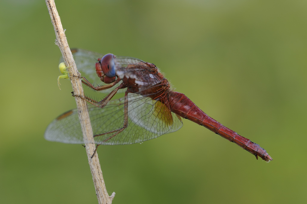 Libellule da IDentificare